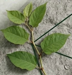 Polygonum
